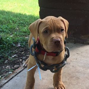 Meet your Posher, Damian